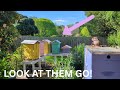 Honey Garden Apiary. Look at them go ...