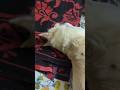 Bunny vs His Favourite Red Blanked 😤❤️ | Aggressive Cuteness Overload