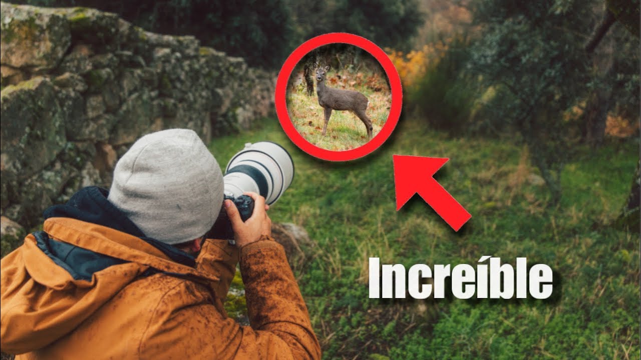 Tuve un encuentro Inesperado mientras buscaba Fauna Salvaje en Madrid