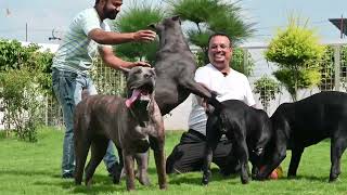 इतने Cane Corso  आपने एक साथ कभी देखें नहीं होंगे शर्त लगा लो