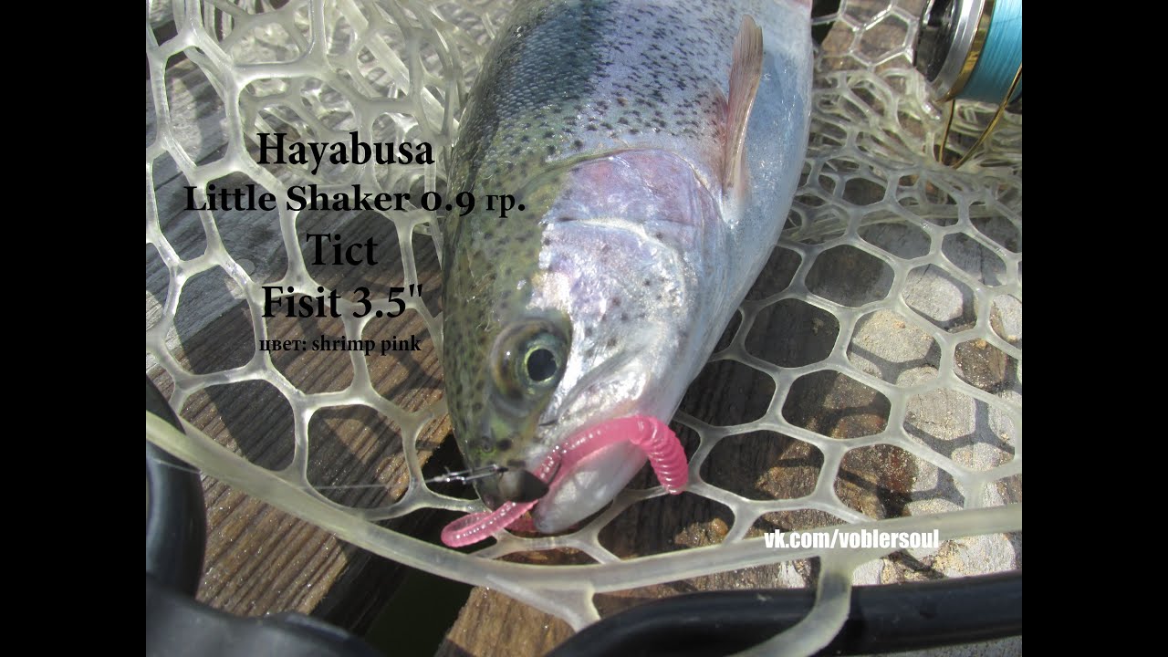 Ловля радужной форели на вэки (Wacky). Little Shaker от Hayabusa + Fisit 3.5” от Tict.