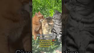 #funny #goviral #cat #foryou #haveitoldyoulatelythatiloveyou #funny #goviral #cat #foryou #haveitoldyoulatelythatiloveyou