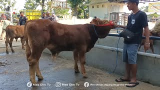 Kembali Lagi !! 7 Ekor Pedet Super Berkualitas Riza Andi Farm !! Limosin Cross Kaki Petung Joss !!
