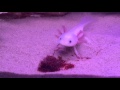 Andi The Axolotl Eating Bloodworms