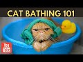 How To Bathing Your Feline Without a Scratch | Cats Facts