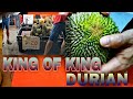 KING OF THE KING DURIANS!