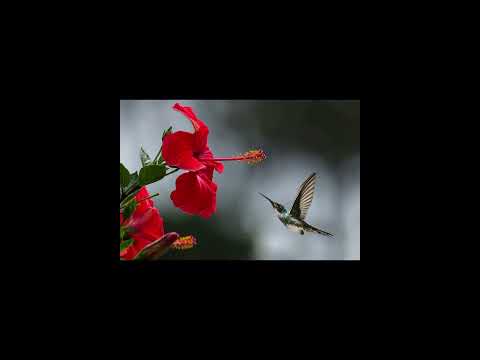 ጠፋሽና Tefashena Dawit Alemayahu