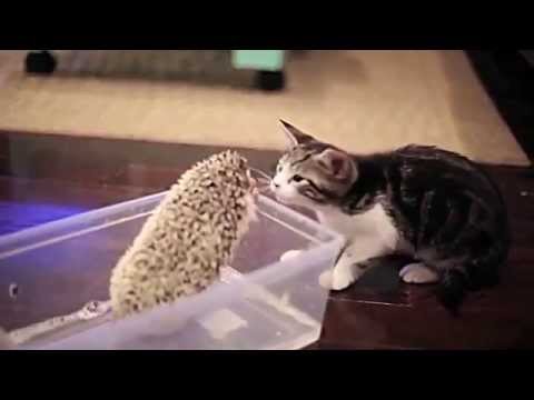 funny-cat-2015---funny-cat-videos-2015---funny-animals-funny-videos-2015