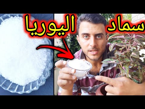 فيديو: استخدام اليوريا كسماد للزهور: هل يمكن ري الحدائق والزهور الداخلية؟ كيف تمييع للتغذية وكيف تتغذى؟