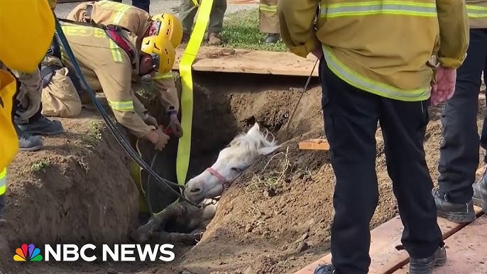 Watch La Firefighters Rescue Horse From An Apparent Sinkhole