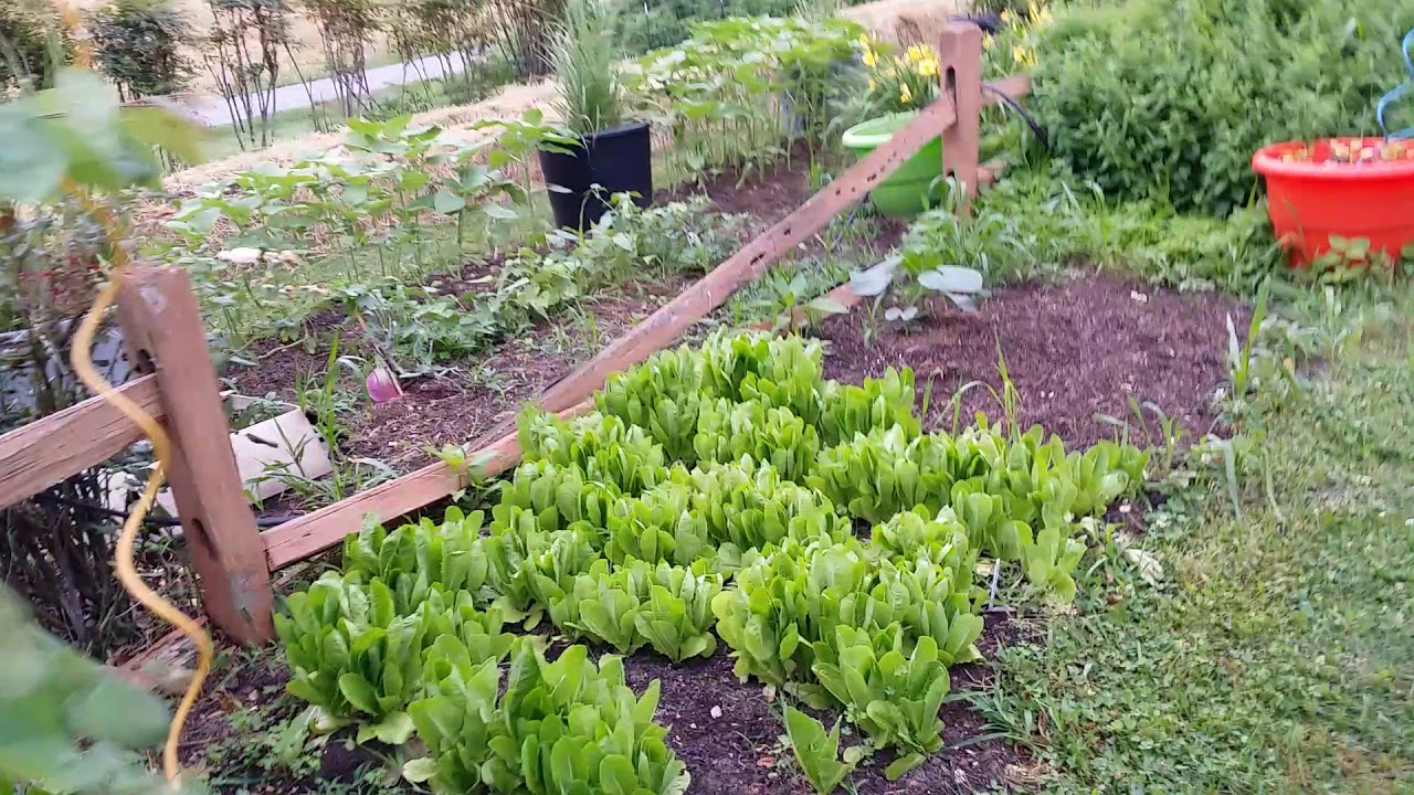 We can't afford not to grow our own food - YouTube