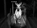 kangaroo Rear Moment Capture in CCTV camera 📸#kangaroo #night #jungle #shorts #shortvideos