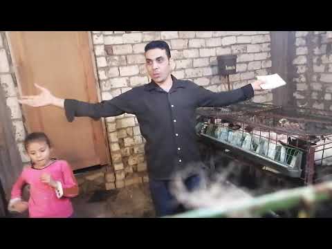 دراسة جدوي تربية 2000 كتكوت ابيض و100 أم ارانب والفرق بينهم 33