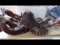 巨大タコを捕獲して料理!!