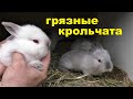 🔴ГРЯЗНЫЕ КРОЛИКИ СПАСТИ КРОЛЬЧАТ ОТ КРОЛЬЧИХИ Кормление и разведение кроликов