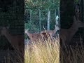 20260810 英國kingdon倫敦綠帶在Richmond Park遇到的赤鹿定睛凝望，跟大家分享祂們的美麗～