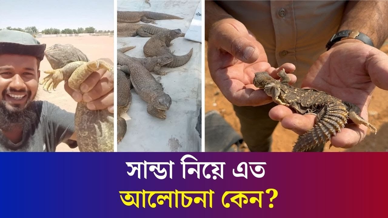 সান্ডা আসলে কী; কেনই বা এতো আলোচনা সান্ডা নিয়ে? Desert Sanda | Karatoa International