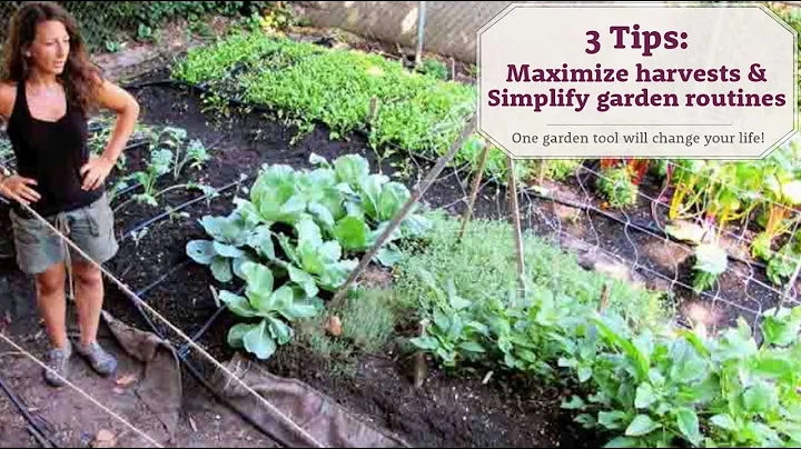 3 Tips to maximize harvest & simplify your garden ...