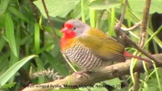 Green-Winged Pytilia Pytilia Melba Or Melba Finch, Mweya Lodge, Qenp, Uganda, November 2010