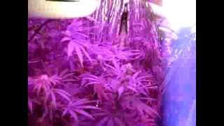 LED Grow lights time for budding
