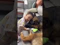 Funny Babies & Dogs 🐶🤣 Adorable Moments, Friendship & Laughs | Baby & Pet Compilation #shorts #dog