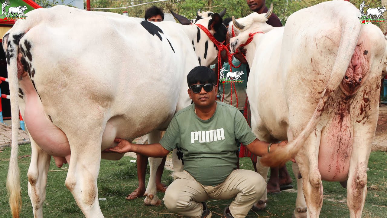 কাউন্সিলর ভাই মানেই নতুন নতুন চমক! গরীব-ধনী ও মধ্যবিত্ত সবার জন্যই গাভীর রমরমা সংগ্রহ।১৩০ থেকে গাভী।