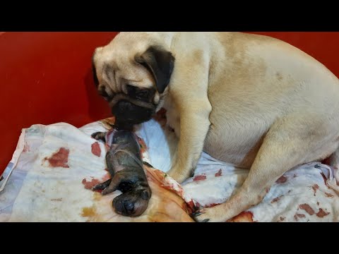 Pug Mops Doğumu!!!|Köpek Doğumu ve Sonrası Zor Bir Doğum Oldu #köpekdoğumu#pugdoğumu