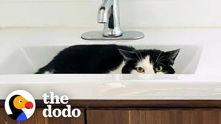 Cat Hides From Her Foster Mom For A Year  Then She...