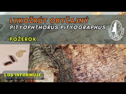 Zavorotnyuk yalangoch fotosuratlar