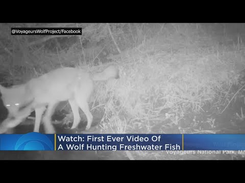 Minnesota Researchers Record ‘First Ever’ Video Footage Of Wolves Hunting Freshwater Fish
