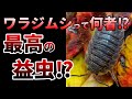 【ゆっくり】なぜ?丸まらない!ワラジムシの生態とは⁉