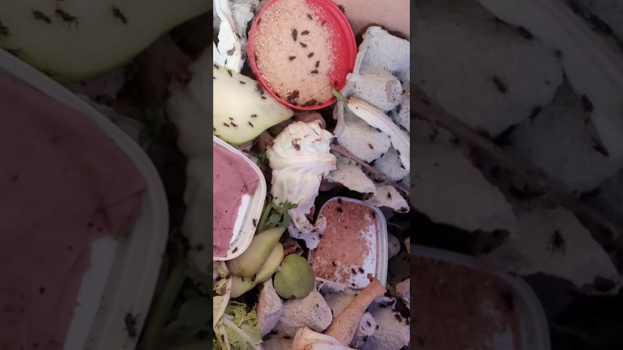 Cara ternak jangkrik pemula 