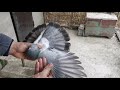 Показ голубей Мась К С