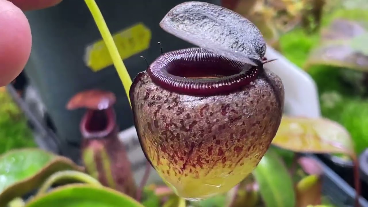 Обновление палатки для выращивания непентеса в июле