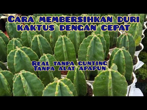 Cara Memperbanyak Kaktus | Cara menghilangkan duri kaktus koboy