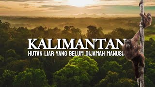 The Life of Orangutans in the Wild Forests of Borneo โ Silent Trails and Jungle Symphony.