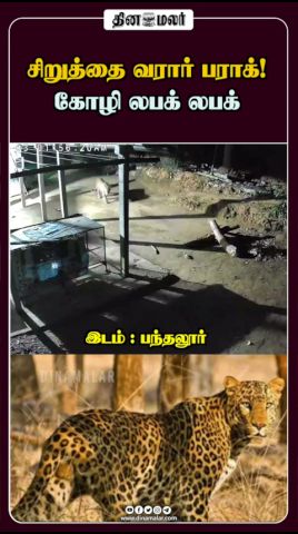 சிறுத்தை வரார் பராக்! கோழி லபக் லபக்