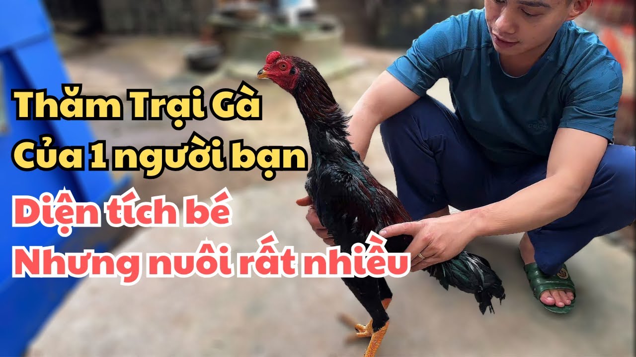 Thăm Trại Gà Của Một Người Bạn – Diện Tích Nhỏ Nhưng Nuôi Rất Nhiều Gà Đẹp – Hưng Nguyễn TV