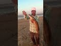 Snakehead fishing  maral hunting fishing viral shorts ytshort