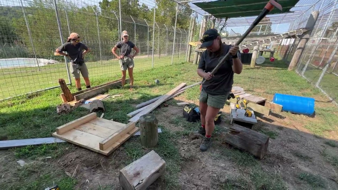 Недавно сотрудники службы ухода за животными обновили систему пандусов зоопарка Selbit Leopard.