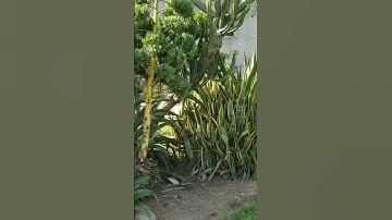 Xeriscaping 🌵🌿💦 #xeriscaping #sustainability