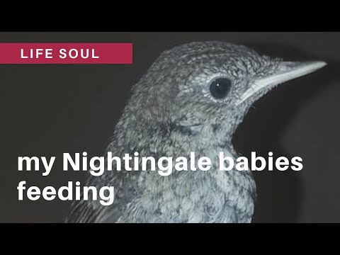 Video: What To Feed The Nightingale