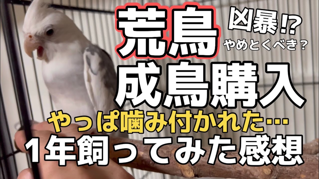 荒鳥お迎え 懐く？実際🕊噛みつき⁉︎流血🩸荒鳥と1年暮らしてみた結果