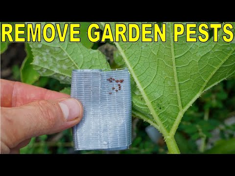 Video: Pângănii pirați în grădini: sfaturi despre găsirea unor nimfe și ouă de insecte pirați minute