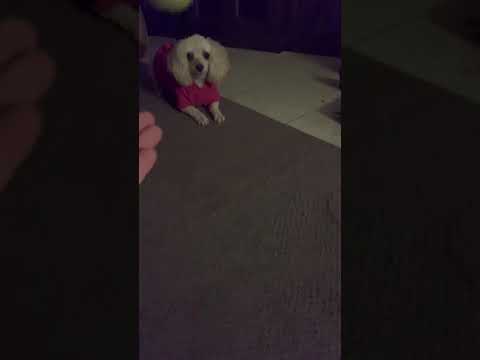 kevin mccollum death Dotty catching a tennis ball in slow motion