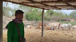 เลิกแล้วฟาร์มวัวขุนสู้ไม่ไหว หันมาจับวัวไทยไซส์เงินพัน..ดีกว่าเยอะ.(088-2551246 นินจา)