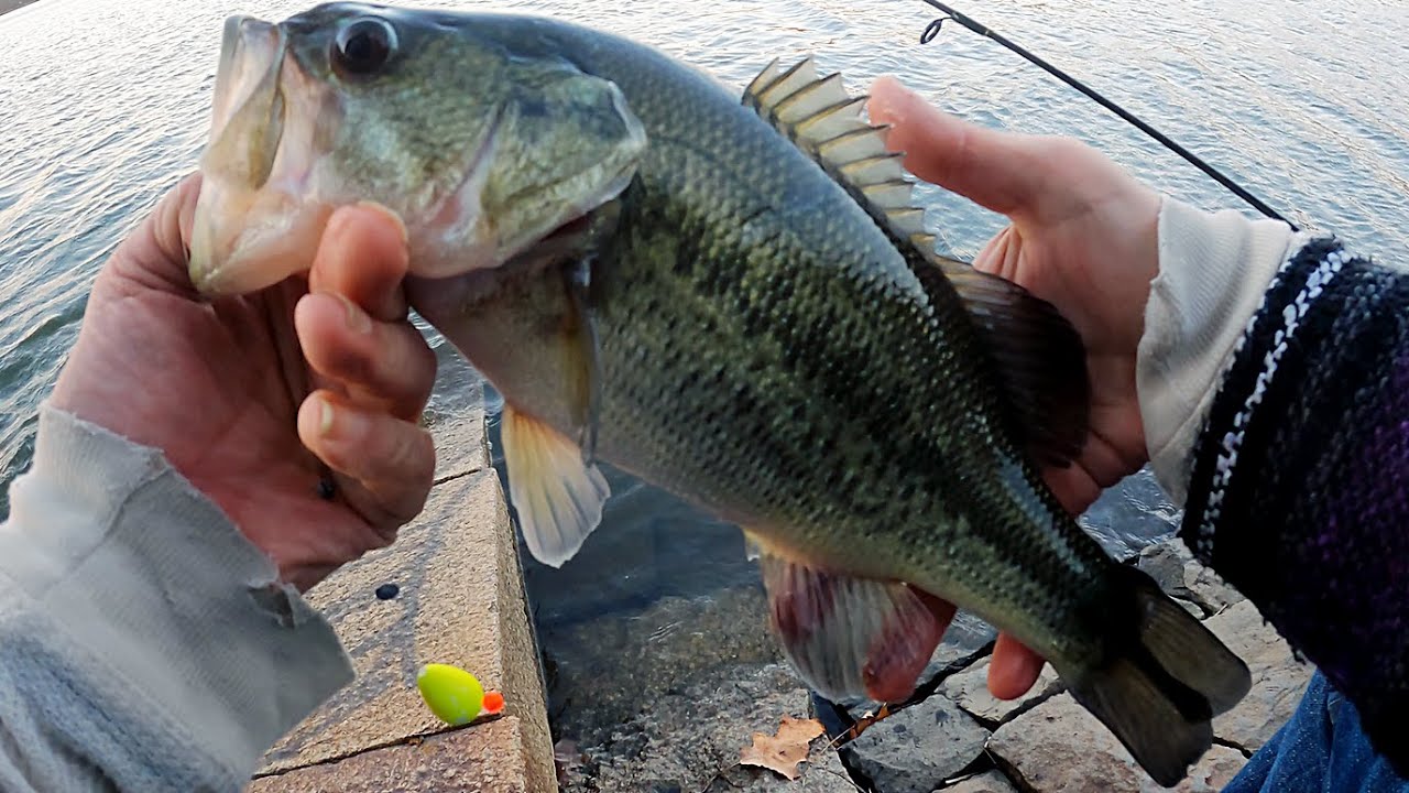 Fishing the Slip Bobber Float with Red Wigglers for Long Island Largemouth  Bass 