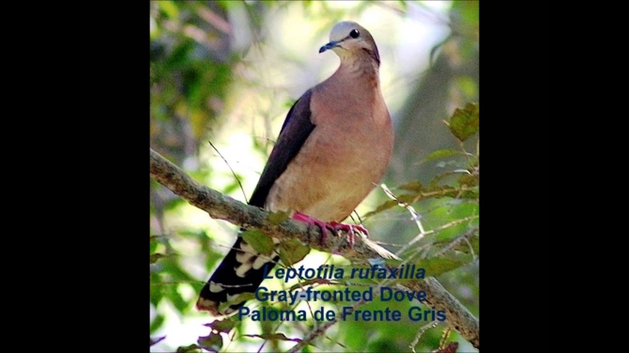 Gray-fronted Dove