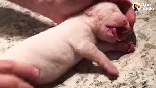 Guy Revives Tiny Puppy With CPR | The Dodo