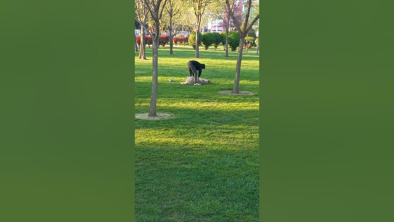 funny-dog-lover-in-the-park-sunday-morning-facts-youtube
